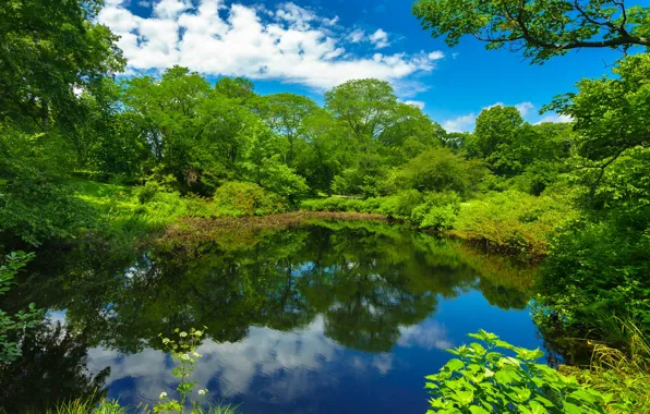 Picture greens, trees, pond, Park, Boston, Boston, Massachusetts, Massachusetts