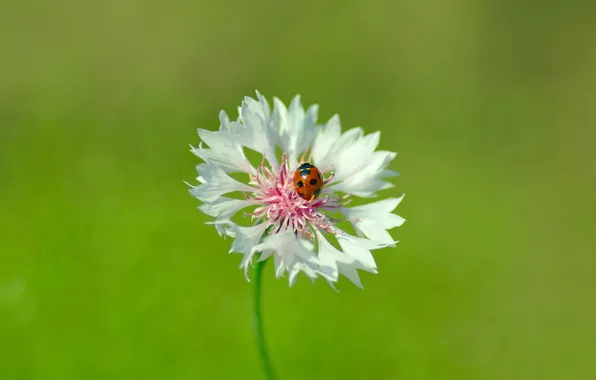 Picture flower, macro, nature, ladybug