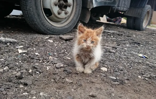 Look, background, Industrial kitten