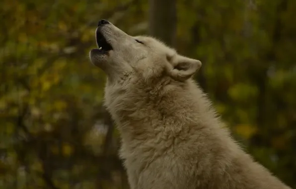 Nature, wolf, blur, howling