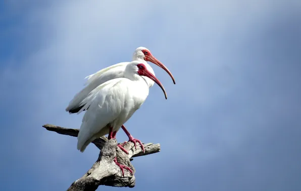 Birds, nature, white ibis