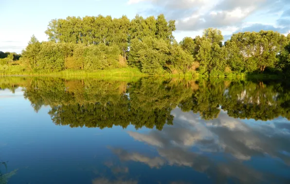 Summer, lake, birch, grove