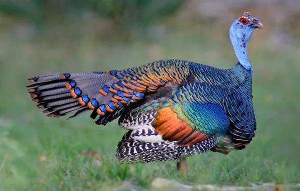 Picture grass, bird, Guatemala, mottled Turkey