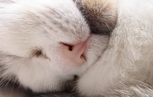 Cat, sleeping, spout
