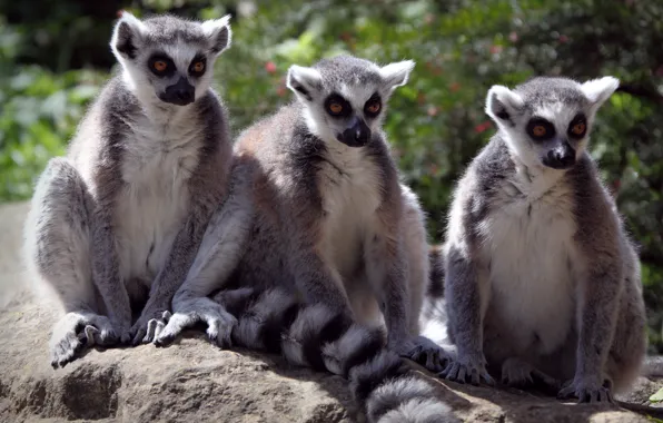 Light, nature, pose, lemur, lemurs, trio, sitting, faces