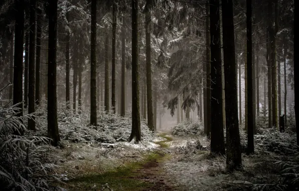 Winter, forest, nature
