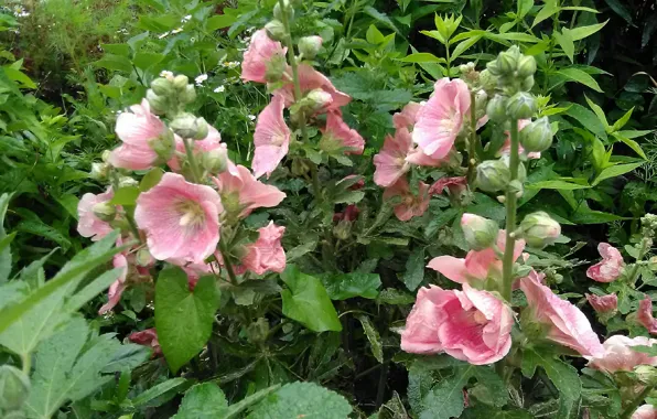 Pink flowers, mallow, drops