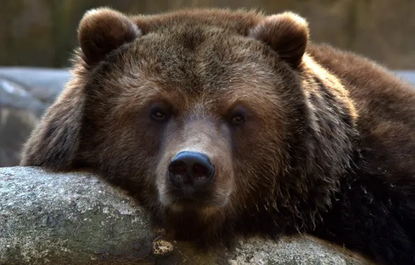 Picture look, face, bear