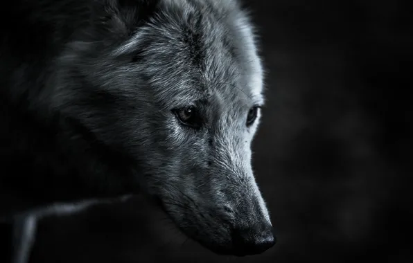 Predator, nature, animal, wolf, wildlife, portrait., Canis lupus. face • wolf • portrait • predator