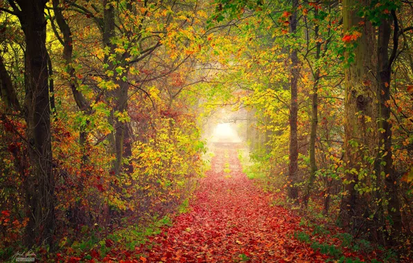 Picture falling leaves, Autumn Park, the road into the distance