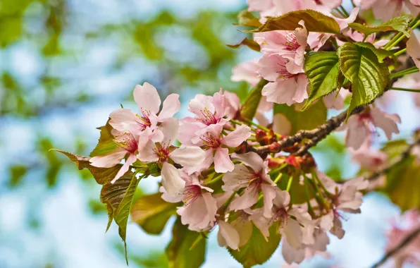 Picture trees, flowers, branches, nature, cherry, spring, garden, pink