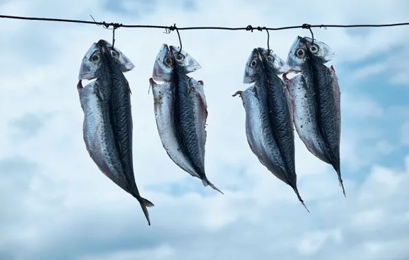 Background, food, fish