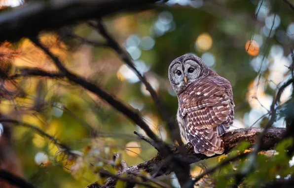 Picture branches, background, owl, bird, bokeh
