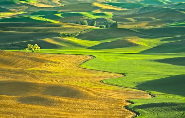 Picture field, USA, Steptoe, Washington