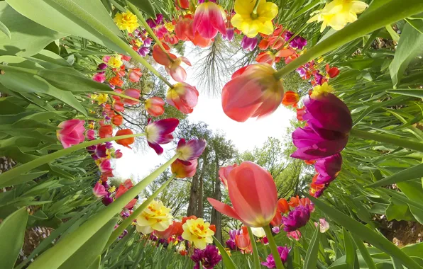 The sky, leaves, light, flowers, branches, Park, stems, beauty