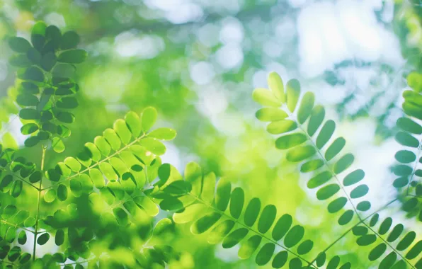 Leaves, macro, glare, blur, green, Twigs