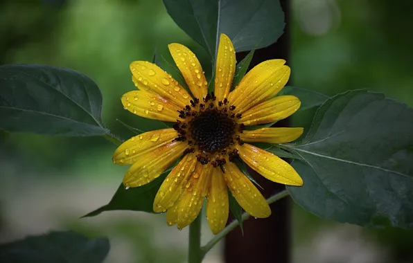 Picture Drops, Drops, Yellow flower, Yellow flower