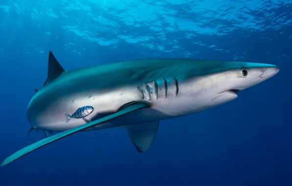 Sea, animals, water, light, fish, the ocean, fish, fish
