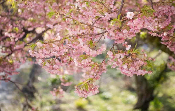 Picture leaves, flowers, branches, tree, spring, pink, flowering