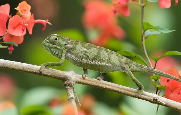 Picture macro, flowers, chameleon, branch