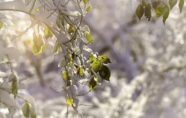 Picture leaves, snow, nature