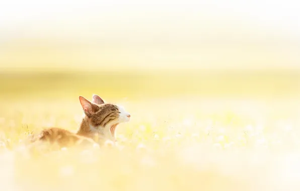 Cat, summer, cat, nature, animal, yawns