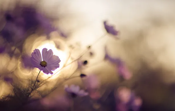 Picture light, flowers, nature