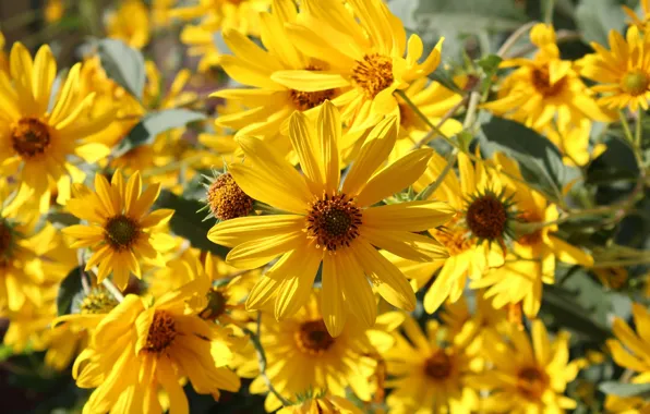 Light, petals, Jerusalem artichoke