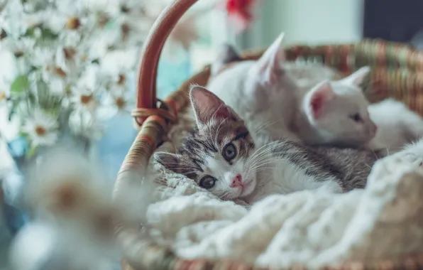 Basket, kitty, bokeh