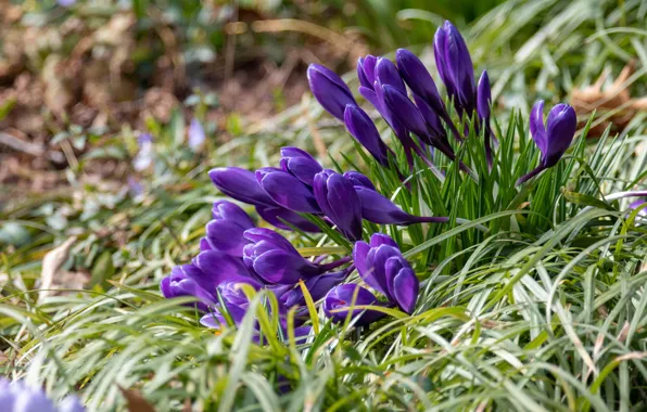 Picture greens, purple, grass, spring, crocuses, lilac
