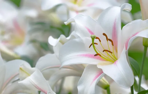 Picture Lily, beautiful, stamens, leaves, white, pistil