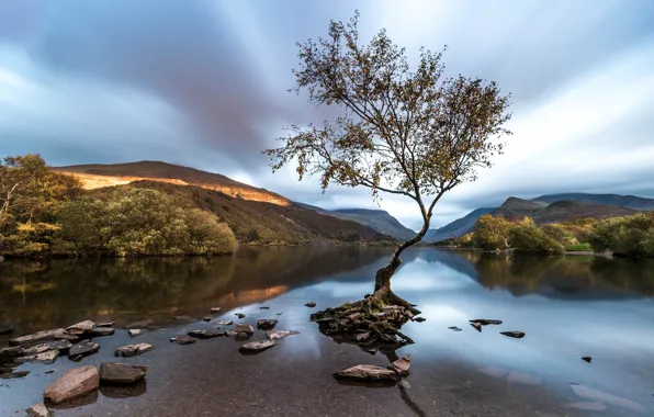 Picture tree, Wales, Snowdonia, Llanberis