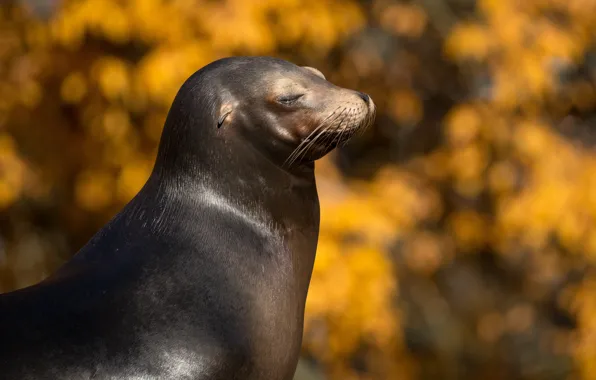 Picture autumn, face, portrait, yellow background, bokeh, sea lion