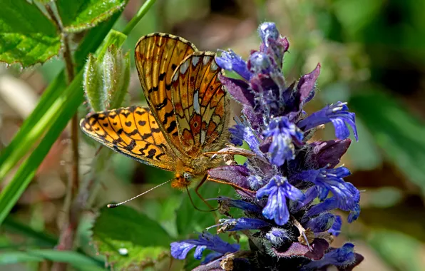 Flower, macro, butterfly, Fritillary of evfrosina