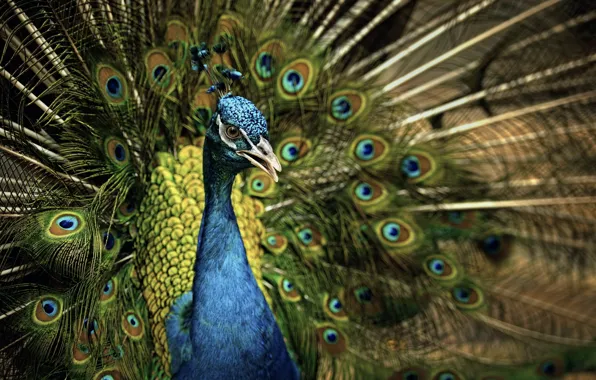 Picture nature, bird, peacock