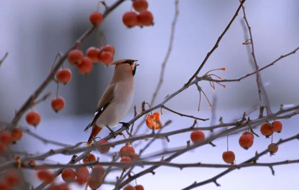 Picture branches, berries, bird, bird, was spiritel