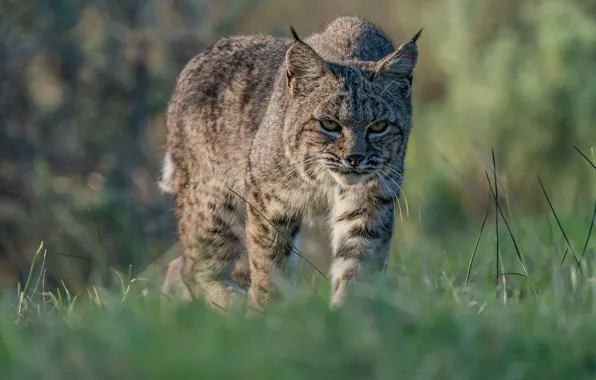 Grass, look, face, nature, walk, lynx, wild cat, sneaks