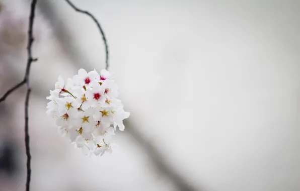 Flowers, cherry, spring, Japan, Sakura, apricot, japan, flowers