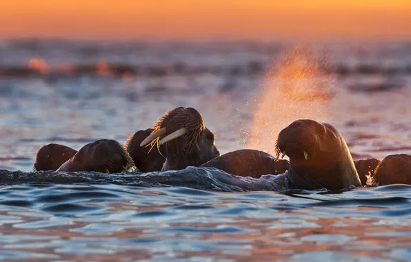 Norway, Svalbard, Tusk, walrus