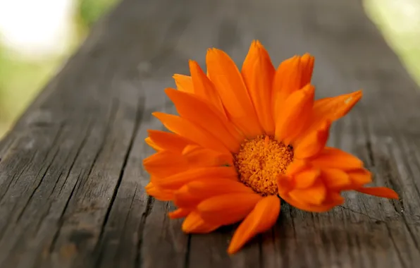 Picture flower, orange, tree, petals