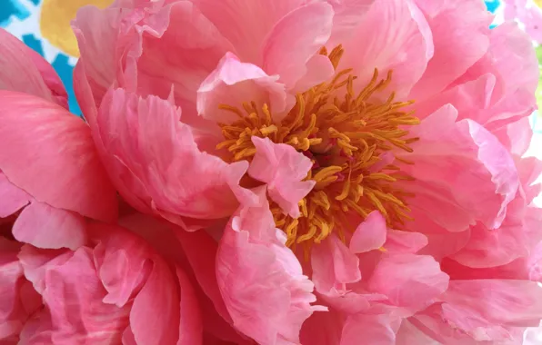 Flower, macro, pink, petals, peony