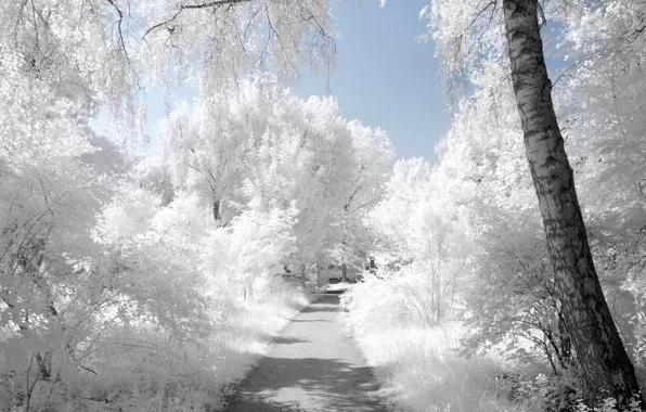 Ice, winter, white, snow