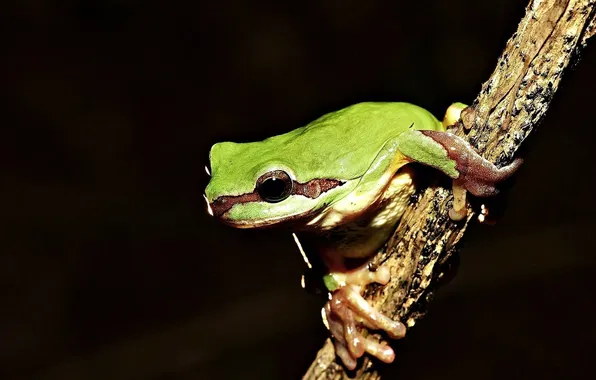 Macro, branches, frog, treefrog