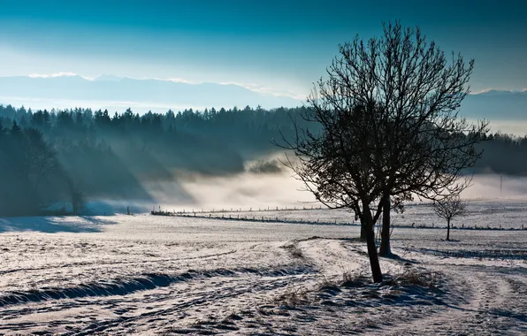 Picture field, landscape, nature, fog, tree