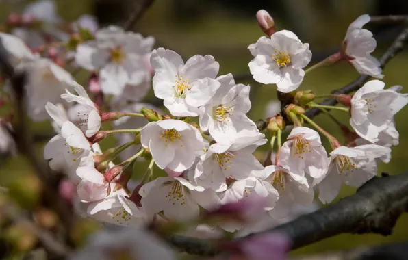 Picture trees, nature, Japan, Sakura