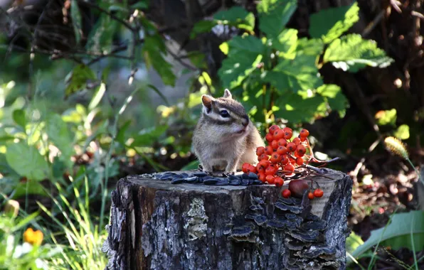 Picture animals, cottage, rodents, chipmunks, wild animals