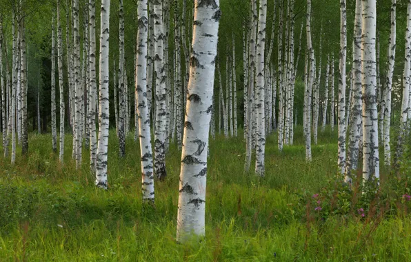 Picture trees, Sweden, birch, grove, Sweden, Dalarna