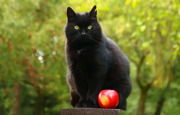 Greens, cat, summer, eyes, cat, look, trees, nature