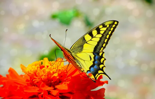 Picture Macro, Butterfly, Flower, Flower, Macro, Butterfly