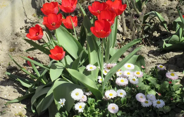 Flowers, tulips, flowerbed, Daisy, April, spring 2018, Mamala ©